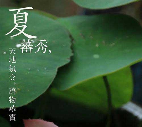 夏至已至下一句