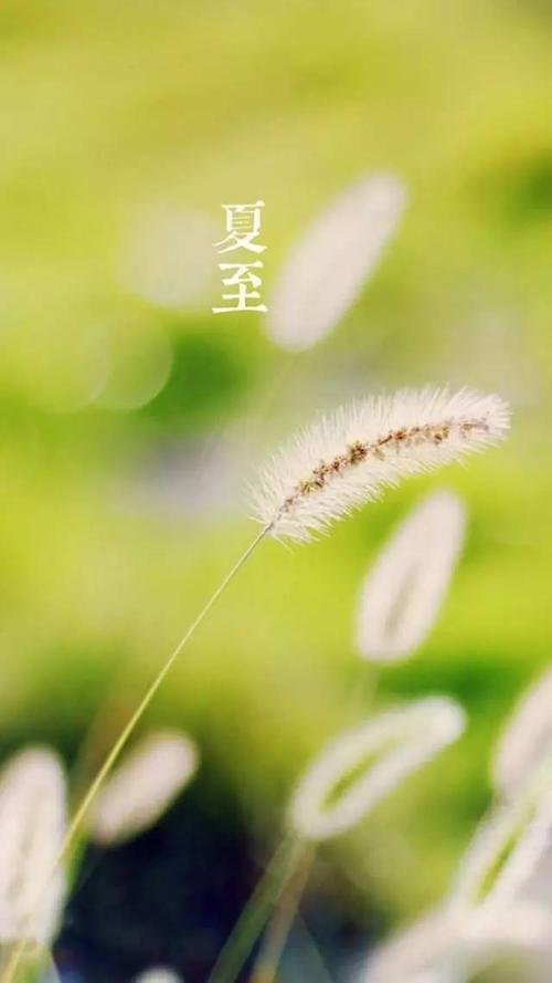 夏至已至下一句