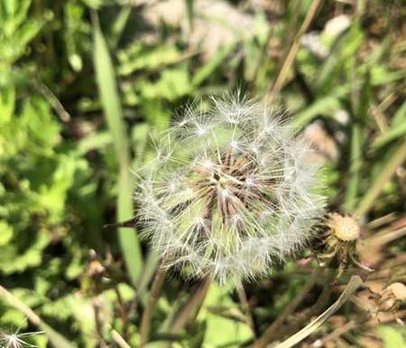 你就像一株蒲公英下一句