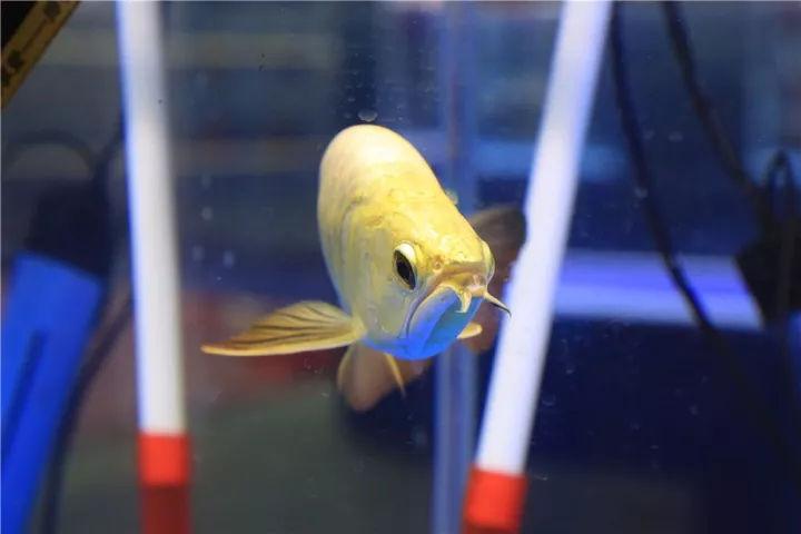 饱饱眼福下一句怎么接