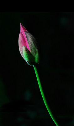 花落微凉梦清幽下一句