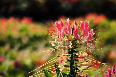 各花入各眼下一句