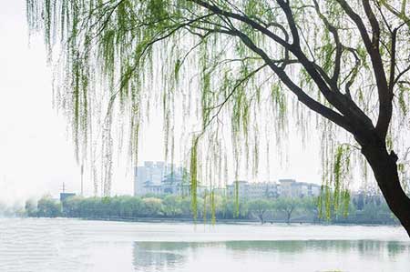 天街小雨润如酥下一句