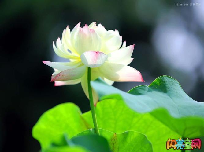 冰清玉洁下一句