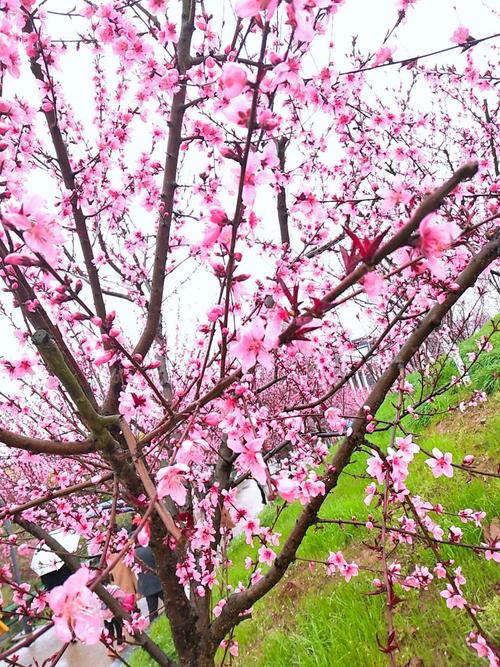 桃花一簇开无主的下一句