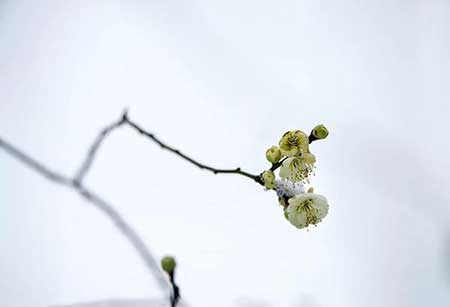 梅须逊雪三分白下一句