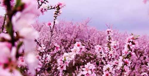 三月桃花的下一句