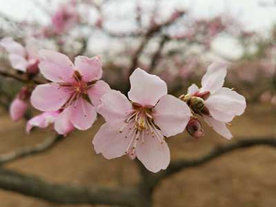 人间四月芳菲尽下一句