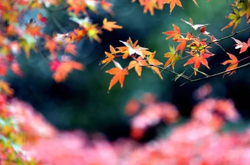 别把客气当福气下一句