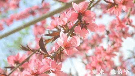 待到樱花烂漫时下一句