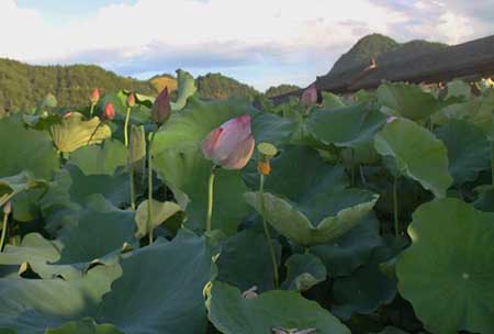 采莲南塘秋下一句