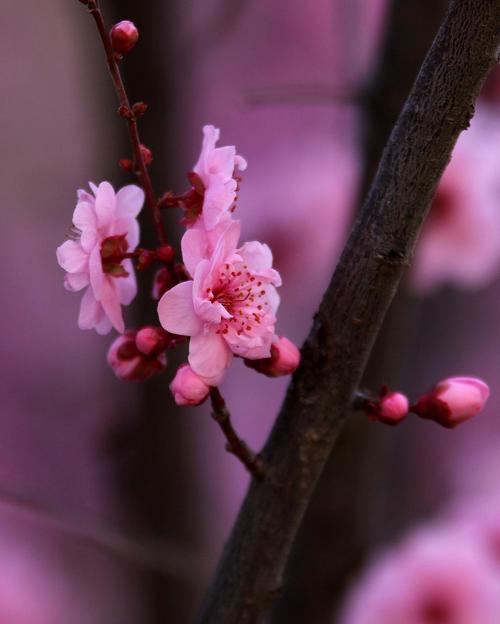 花红柳绿下一句