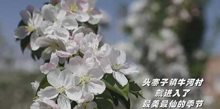 花开正当时下一句