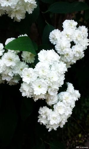 花开不败下一句