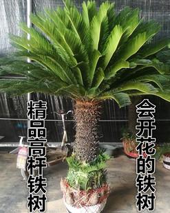 铁树会开花的下一句