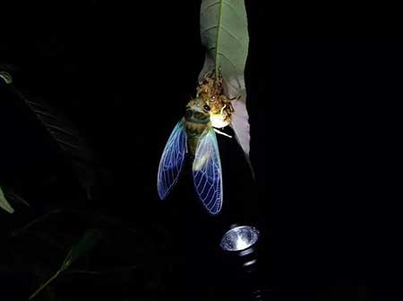 落地有声下一句