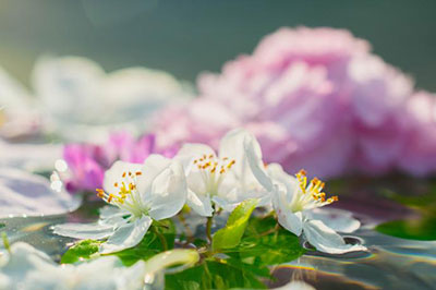 生如夏花下一句是什么