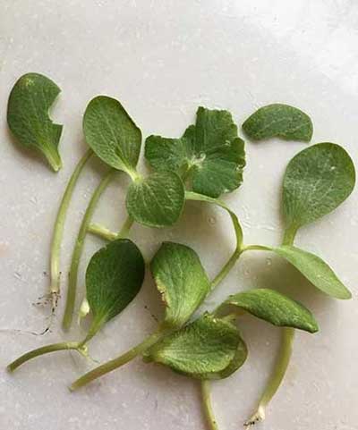 甘瓜苦蒂下一句是什么