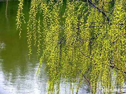 杨柳岸的下一句