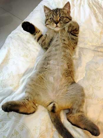 蛋蛋的忧伤下一句