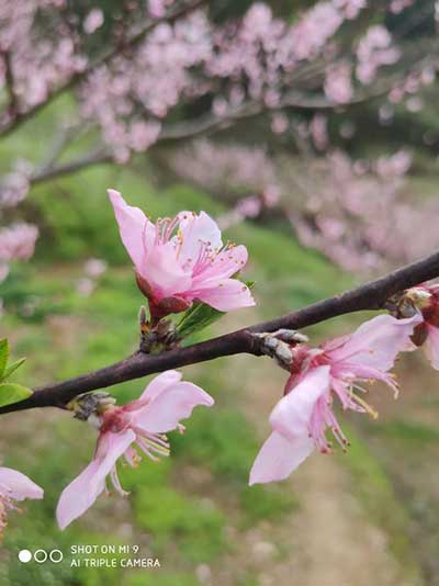 待到山花烂漫时下一句
