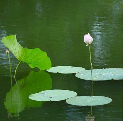 心静自然凉搞笑下一句