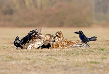 鸟为食亡下一句