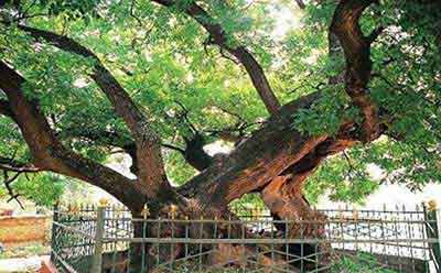 合抱之木的下一句