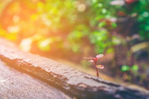 人生在世下一句