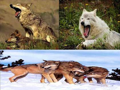 与狼为伍下一句