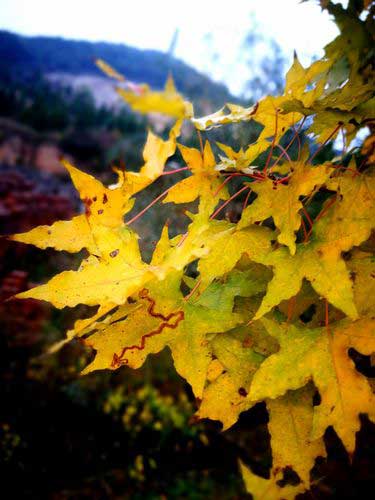 又是一年秋来到下一句