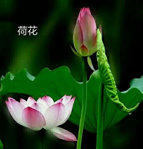 情意绵长下一句