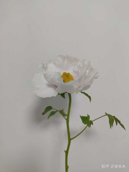 你记得花花就不怕枯萎下一句