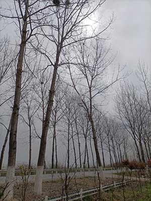 我不怪大雾四起下一句