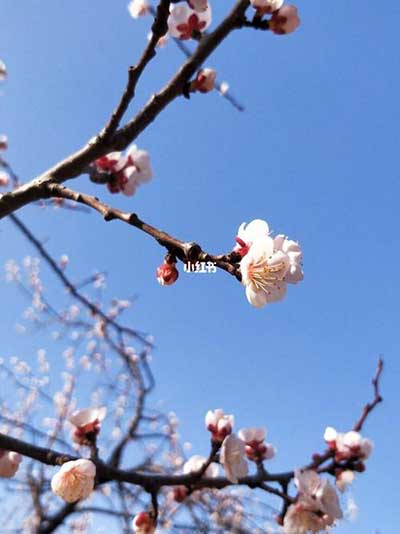 又是一年春草绿下一句