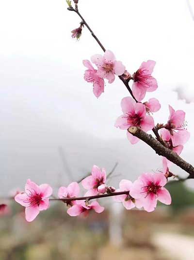 笑靥如花下一句