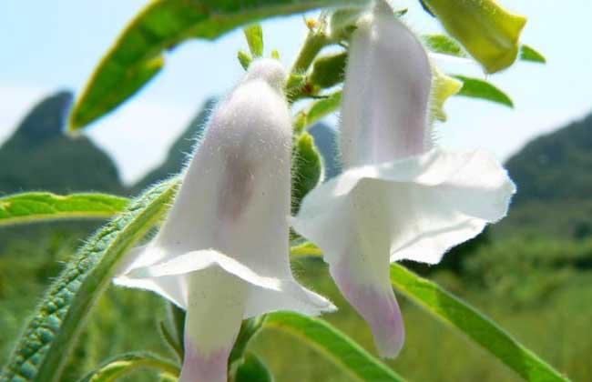 芝麻花节节高下一句