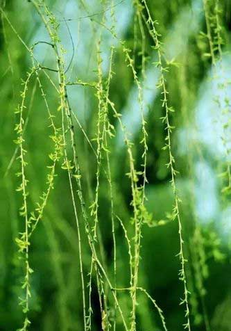 羌笛何须怨杨柳的下一句是