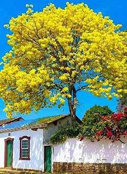 老树开花下一句