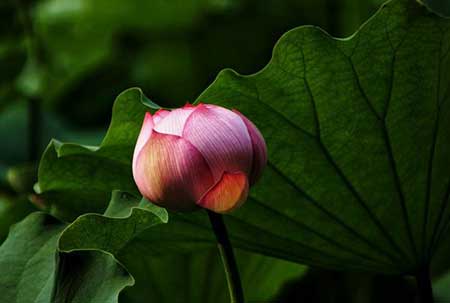 一花一世界的下一句