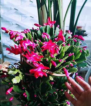 温室里的花朵下一句是什么