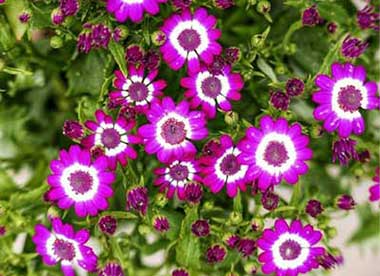 春天花会开下一句