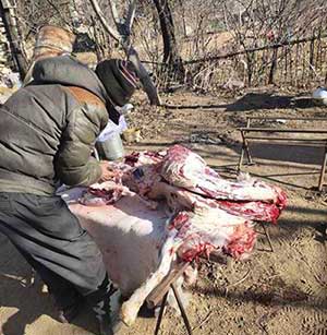 磨刀霍霍向猪羊下一句