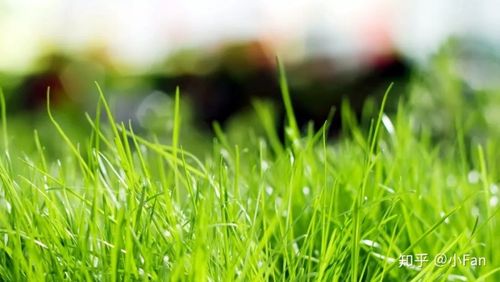 道狭草木长下一句