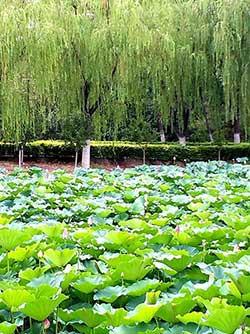 绿树阴浓夏日长下一句