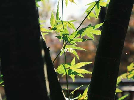 经年此去杳无音下一句