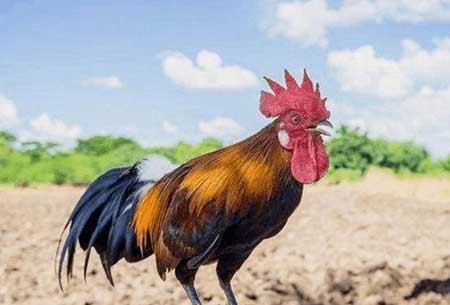 鸡在高处鸣的下一句