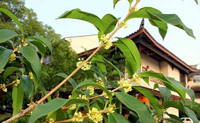 有三秋桂子下一句