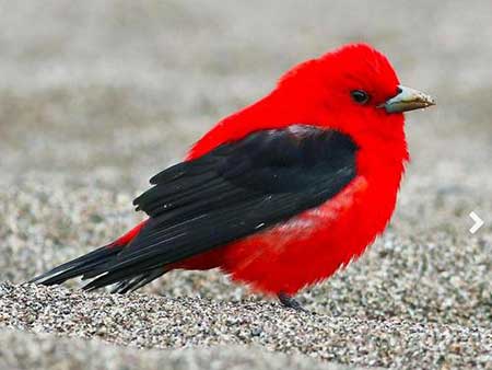 红色江边鸟下一句是什么