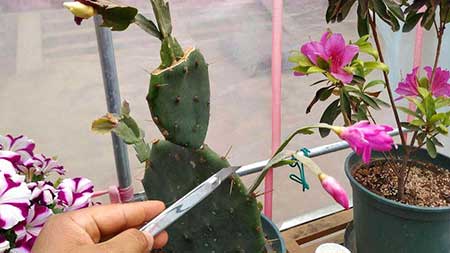 仙人掌不是花下一句